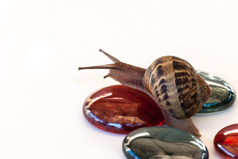 food, indoors, proceed slowly, mollusk, animals in the wild, close-up, nature, clam, animal wildlife, animal, one animal, snail, invertebrate, animal shell