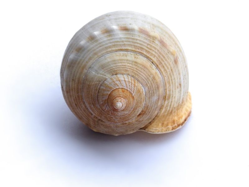 pattern, animal themes, studio shot, nature, single object, spiral, 2K, seafood, shadow, snail, geometric shape, no people, animal, animal wildlife, shell