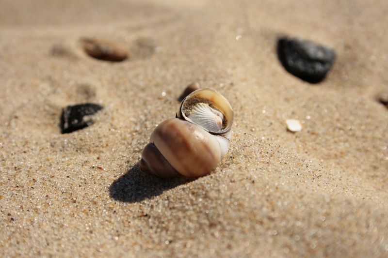 nature, one animal, shells, stone, close-up, the coast, outdoors, animal themes, day, animal, selective focus, at the court of, scallop, sea, holidays