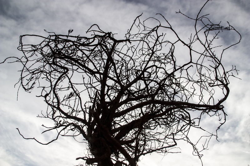 silhouette, art nouveau, outdoors, cold, tranquility, tree, day, 4K, tim burton, bare tree, dead plant, cloud - sky, trunk, branch, nature, growth, no people
