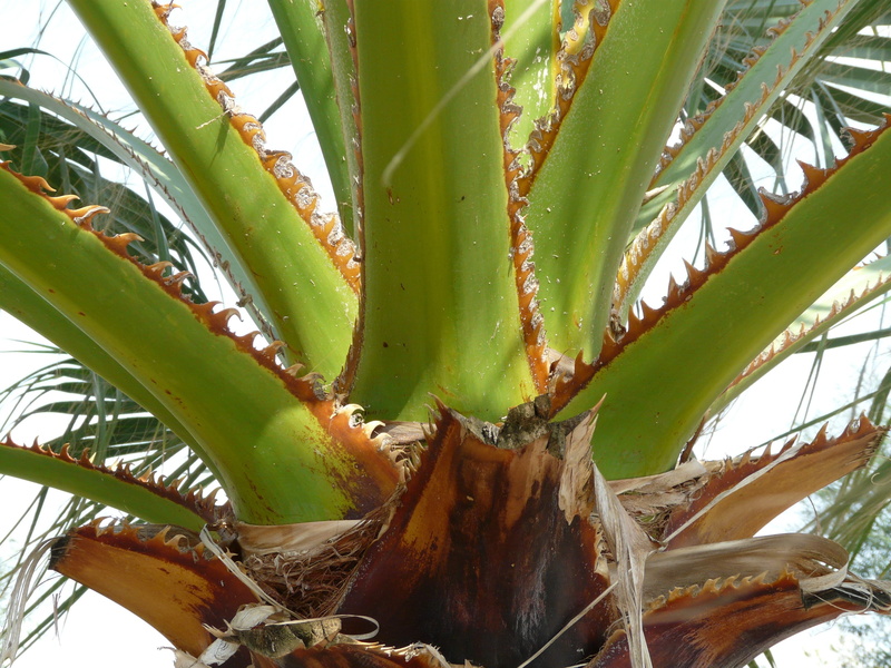 thorn, sheet threads, orange brown, carpal mate leaves, beauty in nature, spiked, palm fan, fibers, petioles, threads, leaf, light green, reinforced, frond