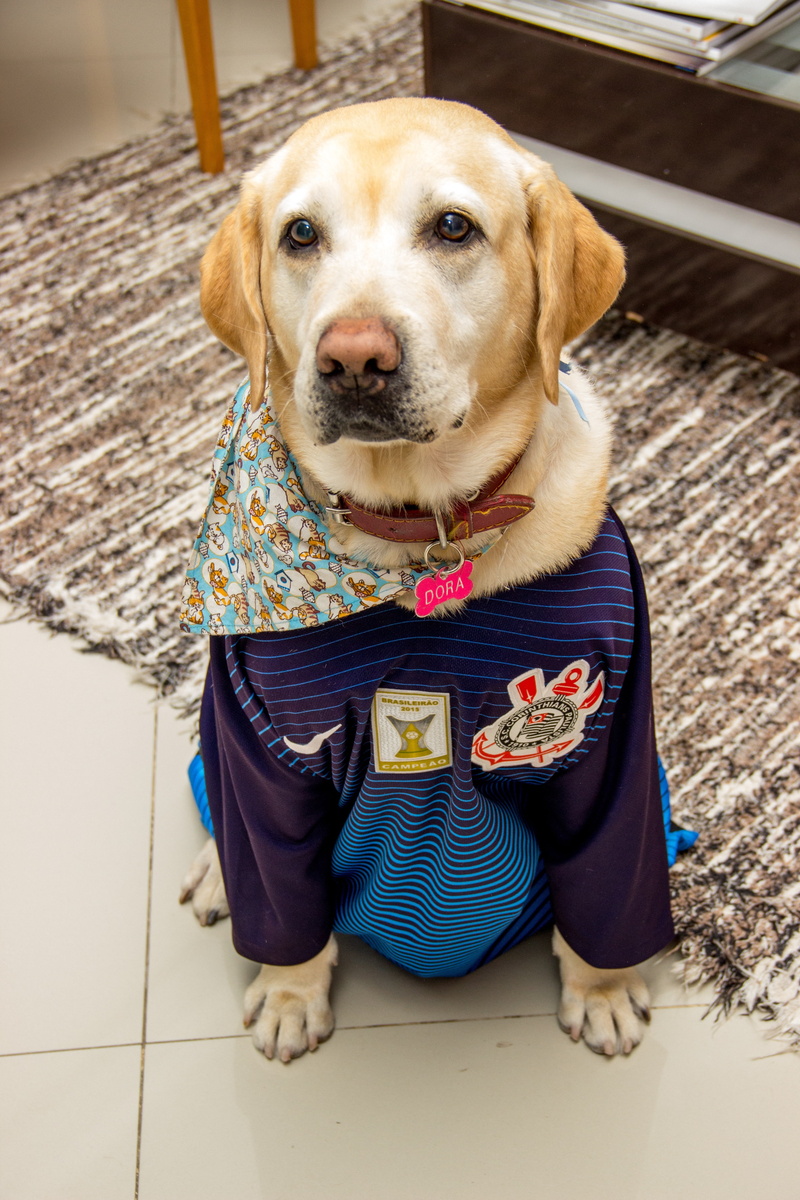 mammal, portrait, canine, sitting, looking, mascot, no people, bug, vertebrate, one animal, pet, looking at camera, beautiful, animals, pets, dog, front view