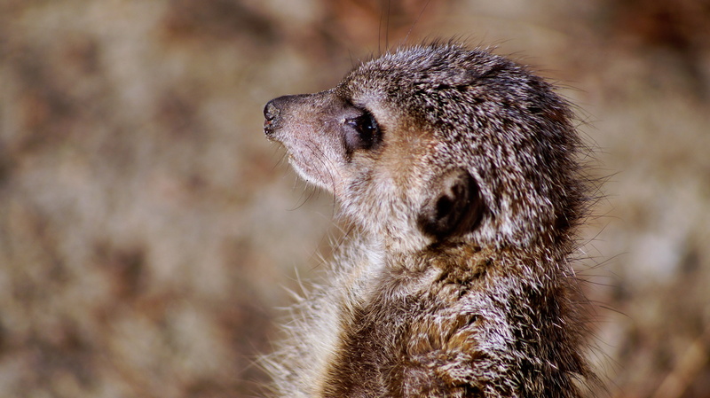 timon, animal body part, wild, looking, looking away, animal wildlife, whisker, animal eye, profile view, meerkat, close-up, animals in the wild, mammal