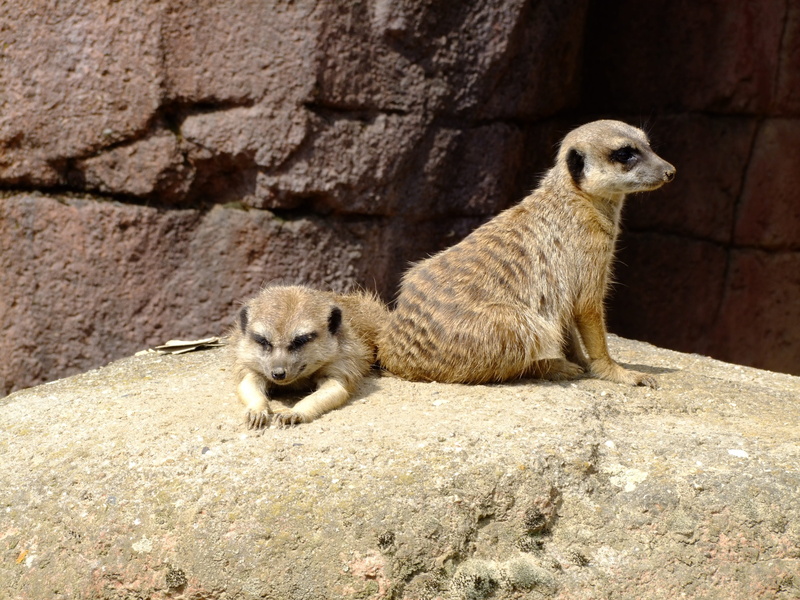 nature, animals, mammal, outdoors, zoo, meerkat, vertebrate, no people, young animal, animals in the wild, sunlight, wild, solid, looking away, looking