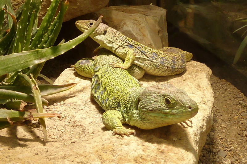 animals in the wild, 4K, vertebrate, day, iguana, animal scale, animal, outdoors, animal themes, no people, green, animal wildlife, green color, sunlight