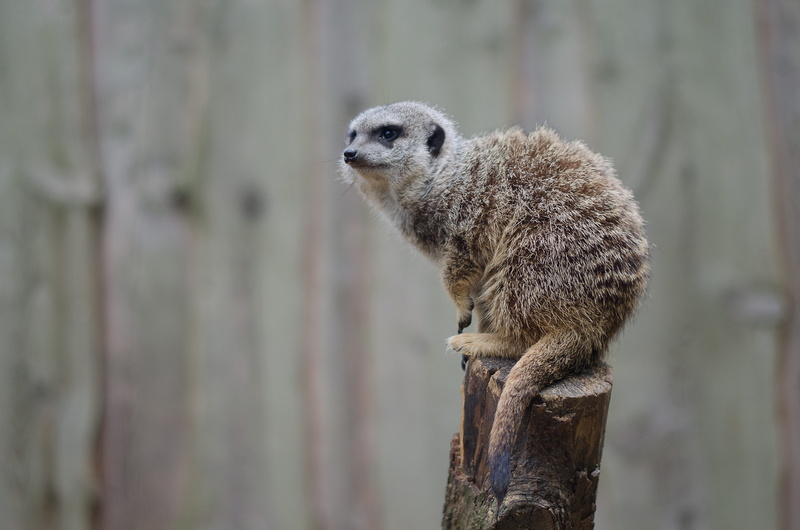 focus on foreground, day, 4K, tree trunk, nature, zoo, one animal, looking away, sit, side view, animal, no people, timon, cute, animal themes, tiergarten