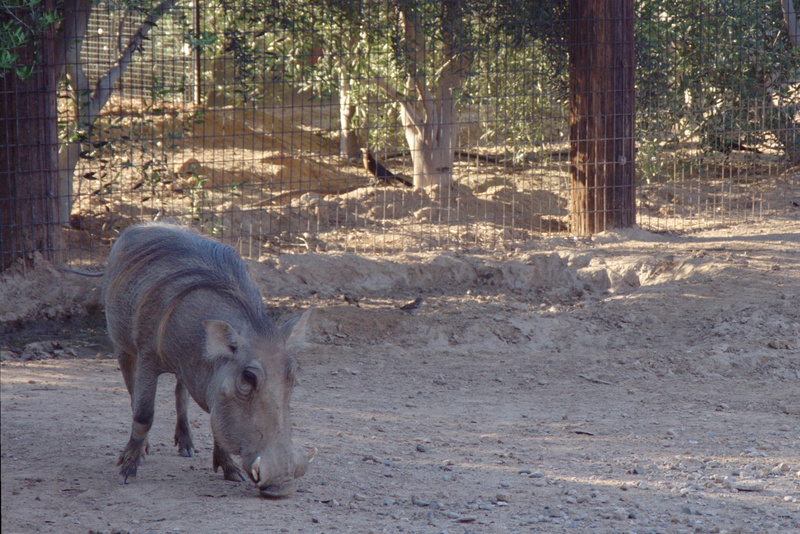outdoors, zoo, pets, 2K, africa, livestock, nature, animals in the wild, plant, land, field, pumba, one animal, warthog, animal, mammal, hog, no people