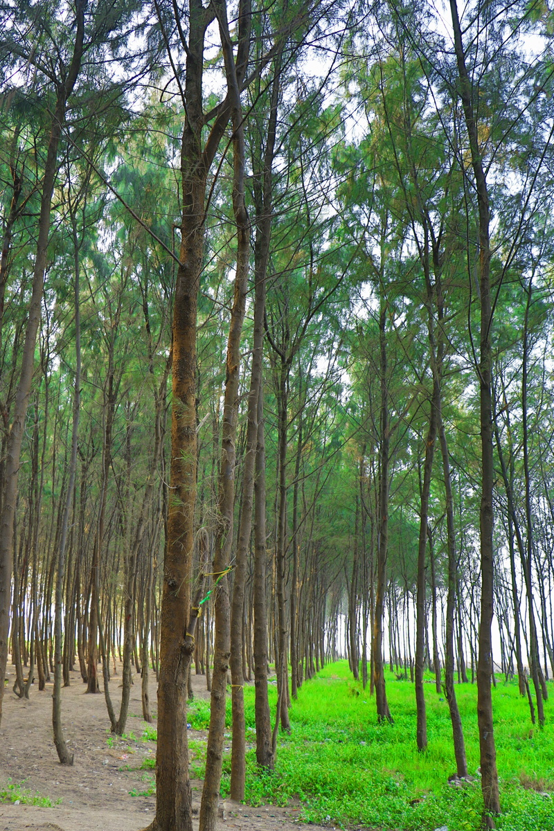 trees, scenery, nala sopara, trunk, growth, landscape, outdoors, grass, india, tranquility, plant, green color, treelined, bamboo - plant, greenery, beautifulview