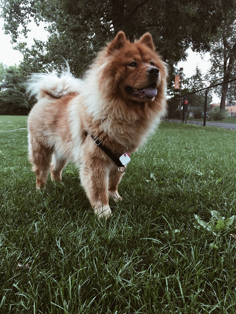 one animal, land, brown, plant, 4K, animal, nala, green, chow, no people, vertebrate, summer, outdoors, mouth open, selective, pets, grass, mammal, field