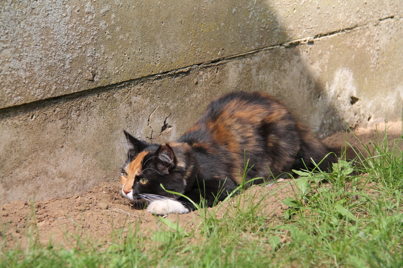 wall - building feature, no people, Cat, feline, domestic animals, outdoors, Nala, relaxation, lying down, animals in the wild, animal themes, day, domestic