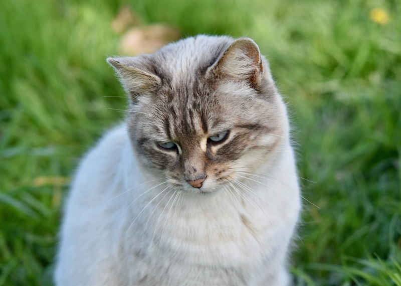 portrait cat, cute, whisker, feline, nature, domestic cat, animal, portrait, no people, 5K, companion, cat, cat eyes, close-up, mammal, female, focus on foreground