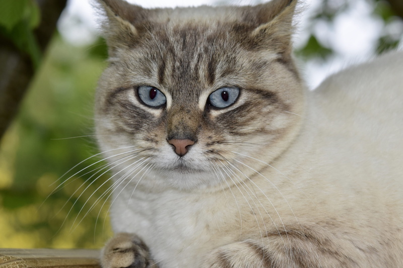 domestic, day, pussy nala, focus on foreground, pets, domestic cat, cat blue eyes, animal body part, portrait, close-up, soft, cute, vertebrate, whiskers