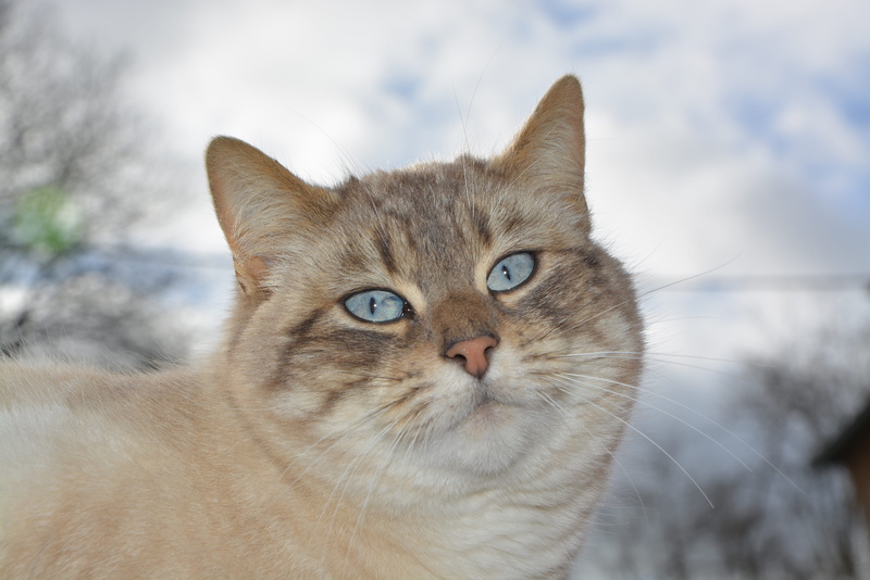 vertebrate, domestic cat, ginger cat, domestic animal, pussy nala, animal themes, cute, pets, portrait, 4K, animal, animal eye, one animal, domestic, close-up