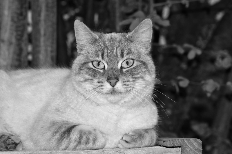 portrait, 5K, sitting, mammal, portrait black white, domestic, vertebrate, close-up, female, cat, no people, animal eye, pets, day, domestic animals, focus on foreground
