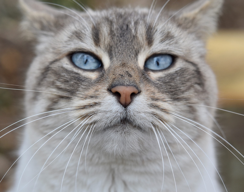 close-up, eye, nose cat, cat, focus on foreground, blue eyes, feline, animal head, pets, no people, one animal, cute, whiskers cat, pink nose cat, animal eye