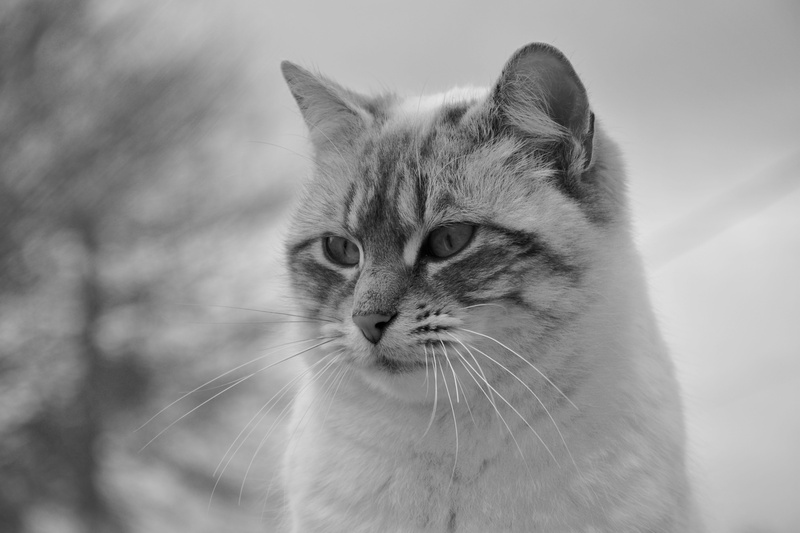 animal company, pets, animal themes, animal eye, looking, portrait, vertebrate, look, close-up, animal, pet, domestic, cat, domestic cat, one animal, animal head