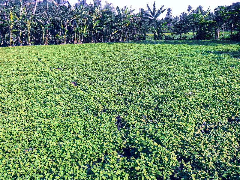 field, garden, tree, lush foliage, day, no people, agriculture, tranquil scene, vegetable, environment, nala sopara, growth, tillage, outdoors, coconut
