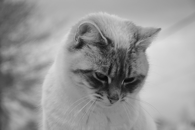 one animal, animal, animals in the wild, photo black white, whisker, close-up, vertebrate, domestic cat, domestic, mammal, animal themes, pets, animal body part