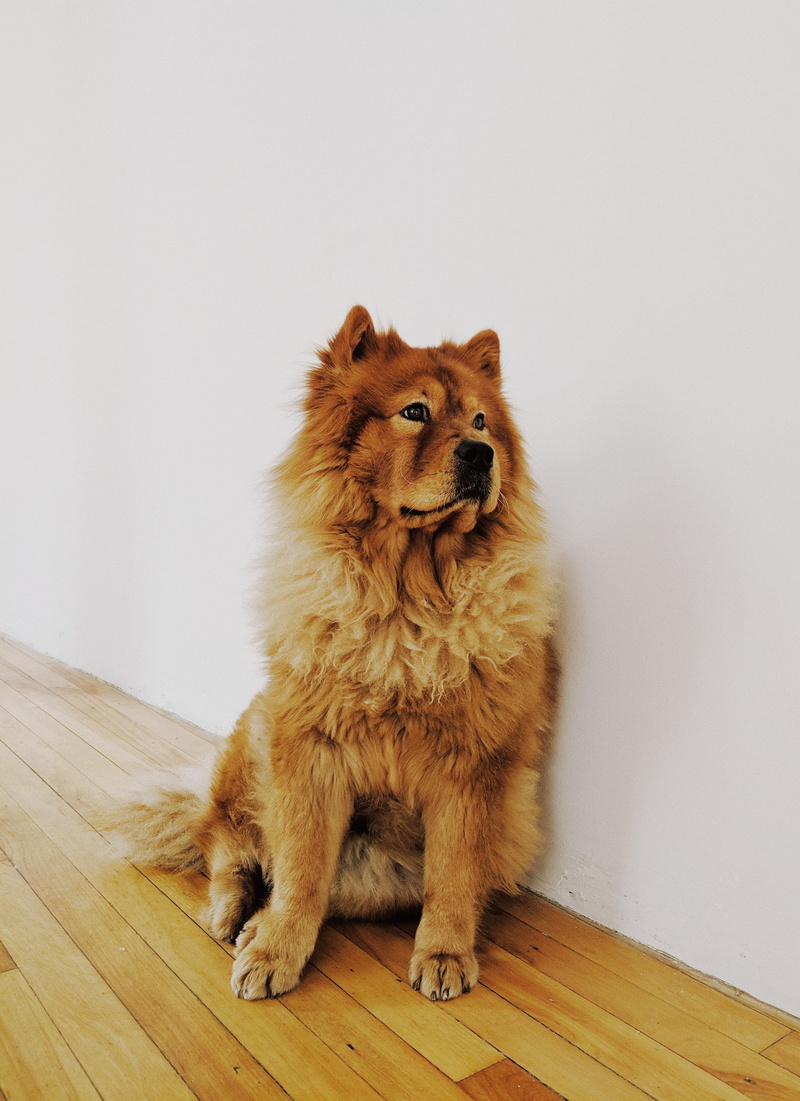 canine, brown, flooring, hardwood floor, dog, nala, home interior, sitting, coated, domestic, looking, domestic animals, 4K, vertebrate, mammal, wood