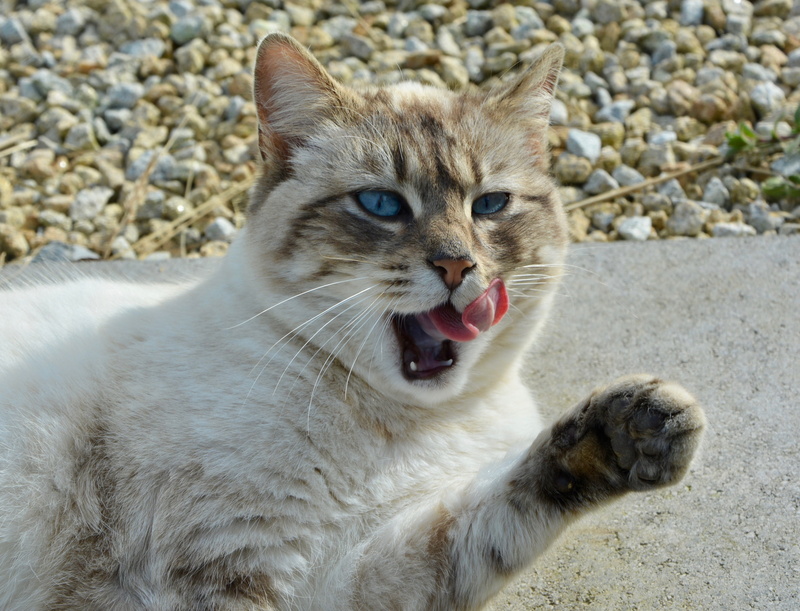 animal themes, vertebrate, animal head, blue eyes, domestic animals, cat, mouth, whisker, 4K, day, animal tongue, land, cat pulls the tongue, domestic