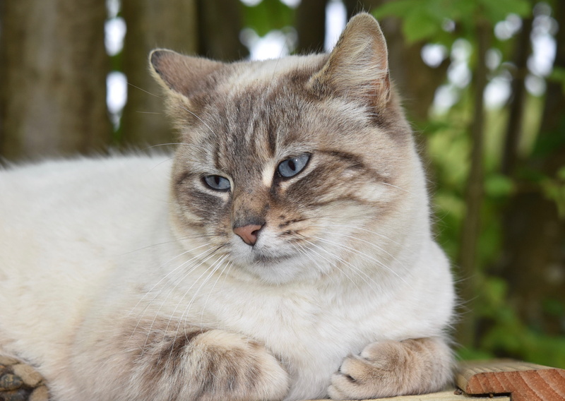 day, 4K, portrait, vertebrate, ears cat, feline, pussy nala, relaxation, focus on foreground, animal eye, one animal, cat, mammal, close-up, domestic