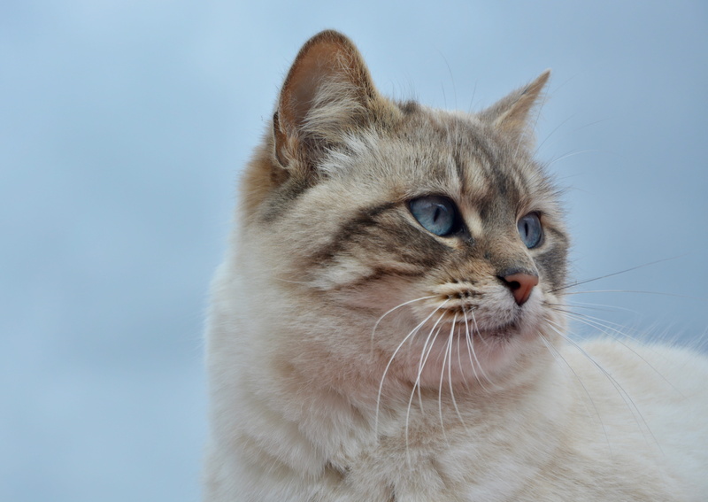 looking away, cute, whiskers, care, animal body part, animal head, one animal, studio shot, domestic, indoors, animal, animal themes, cat, 5K, close-up