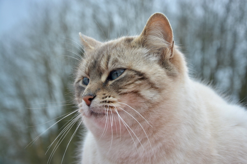 animal head, domestic animals, vertebrate, looking, nature, focus on foreground, pets, cat, no people, domestic, whisker, animal themes, animal body part