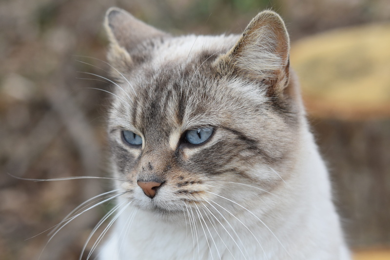 vertebrate, whisker, one animal, domestic animals, looking, whiskers, cute, portrait, pets, domestic cat, nose cat, cat portrait, animal head, portrait cat
