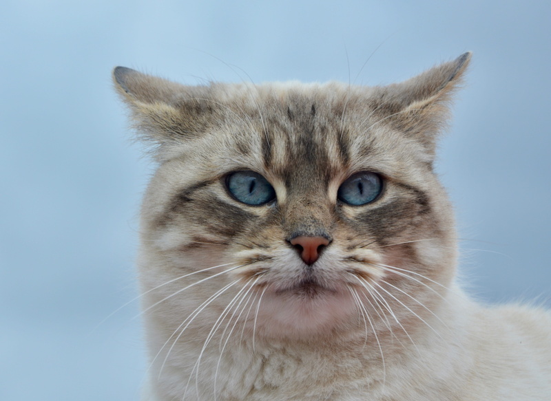 nature, cat, close-up, whisker, blue eyes, domestic animal, colored background, animal eye, mammal, animal body part, feline, one animal, domestic animals
