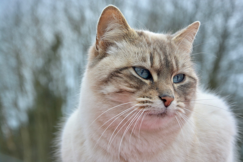 animal head, nature, pet, domestic animal, no people, pussy nala, vertebrate, cat eyes, blue eyes, mammal, cute, feline, animal body part, focus on foreground