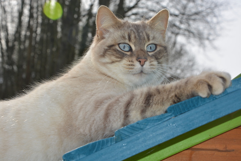 cat, mammal, looking at camera, feline, vertebrate, cute, one animal, day, sitting, pets, animal, domestic, portrait, 4K, domestic animal, pussy nala