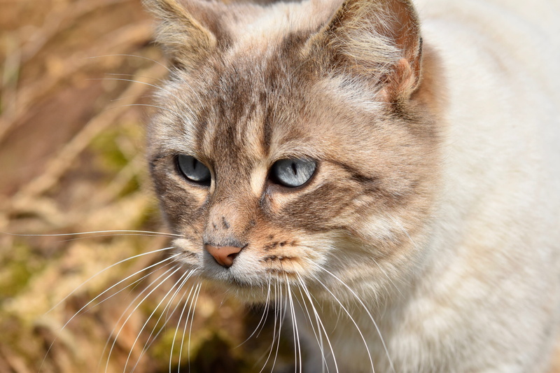 portrait of cat, blue eyes, mammal, tabby, domestic cat, pussy nala, looking, whiskers, one animal, animal, cute, cat, vertebrate, animal body part, focus on foreground