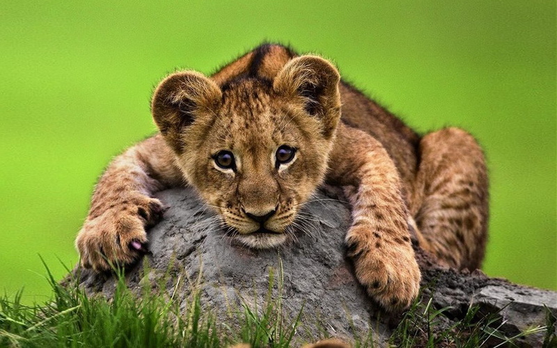 4K, young, rock, lion, lying, desktop, hd, cute