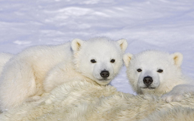 looking at camera, animal themes, no people, nature, animal family, two animals, baby, cute, animal, animals, portrait, togetherness, cold temperature