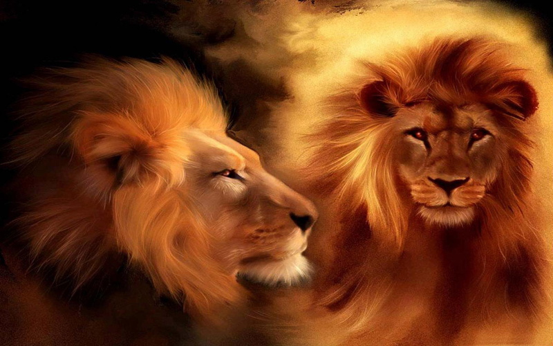 4K, king, beasts, lion