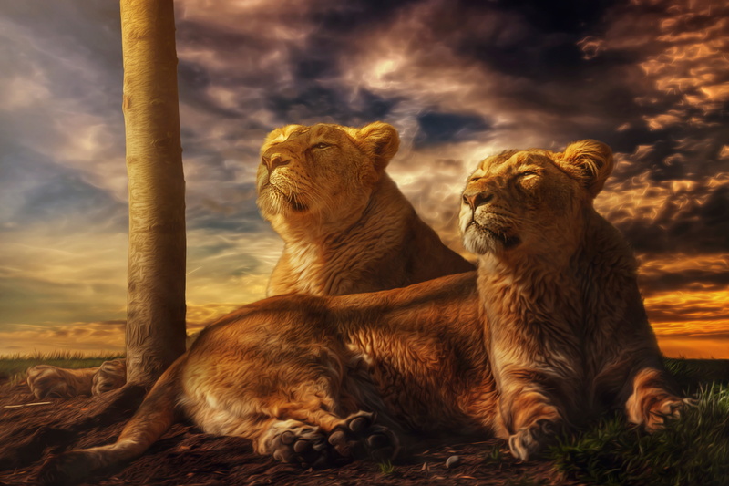 Hakuna Matata, treatment, 5K, lioness