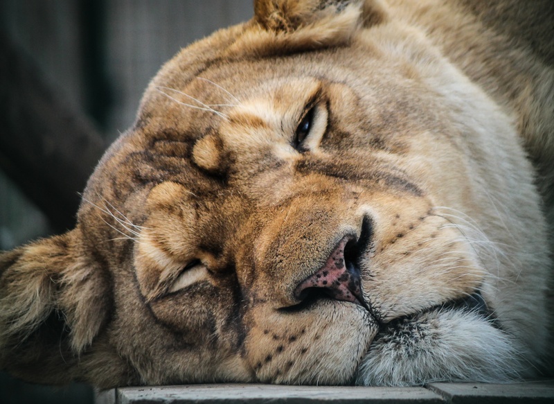 desert, animals, animal body part, one animal, sleep, animals in the wild, rest, regardless of whether the, king of animals, close-up, undomesticated Cat