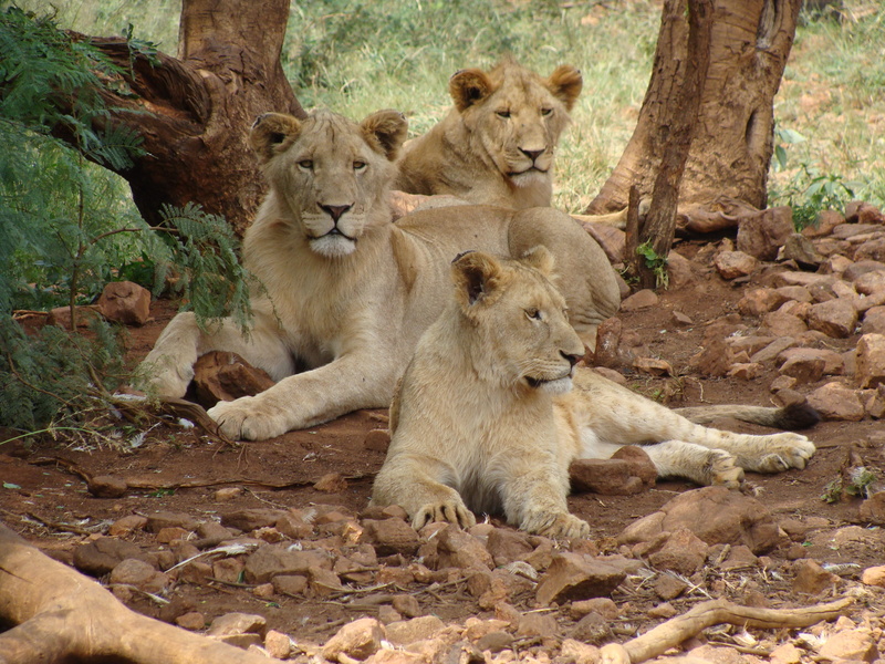 wildlife, animals in the wild, nature, outdoors, forest, predator, group of animals, rocks, carnivore, lioness, trees, feline, animal photography, relaxation