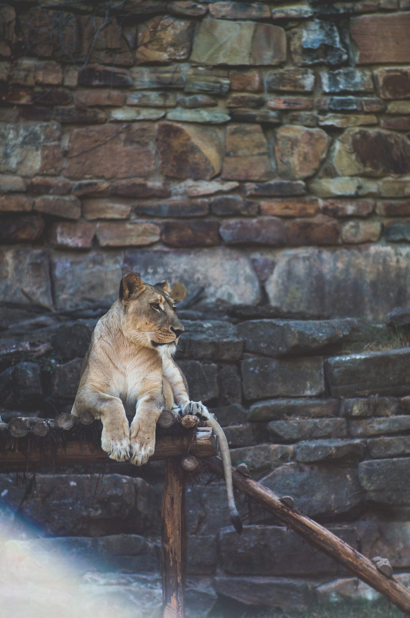 wooden, stone wall, stand, vertebrate, domestic animals, rock, focus, sitting, animal, 4K, big cat, feline, cat, architecture, mammal, relaxation, lying