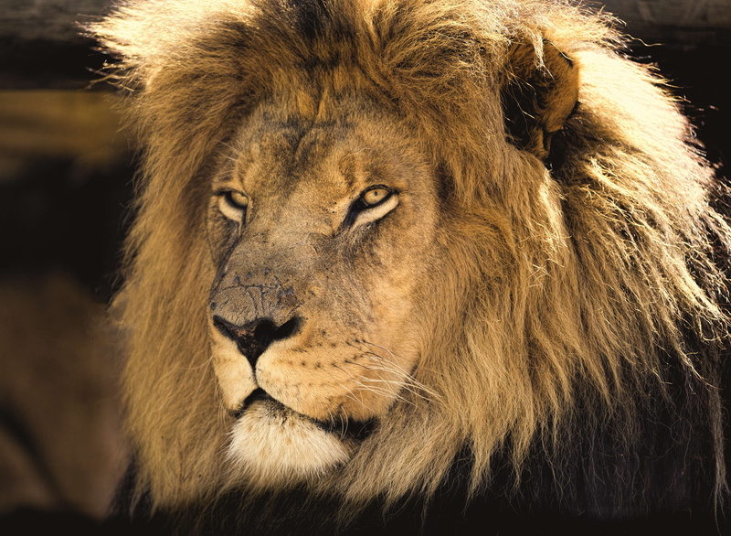 mane, animal themes, eyes, close-up, wildlife, whisker, looking away, animal body part, day, safari, man, one animal, close, animals in the wild, scars