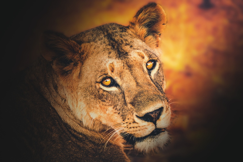 cat, hunter, one animal, black background, big cat, nature, predator, lioness portrait, leo, face, looking away, close-up, 5K, animal, focus on foreground