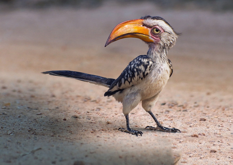Zazu, 2K, bird, Art, The lion king