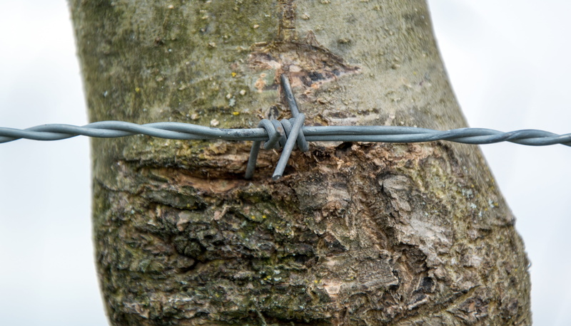 violate, animal themes, rough, scrub, trunk, close, whet, sign, scratch, 4K, cockroaches, healthcare and medicine, injury, textured, rotated, barbed wire