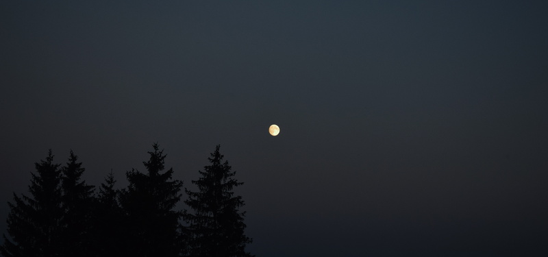 beauty in nature, dark, tranquility, outdoors, idyllic, plant, copy space, astronomy, nature, sunset, tree, silhouette, tranquil scene, space, full moon