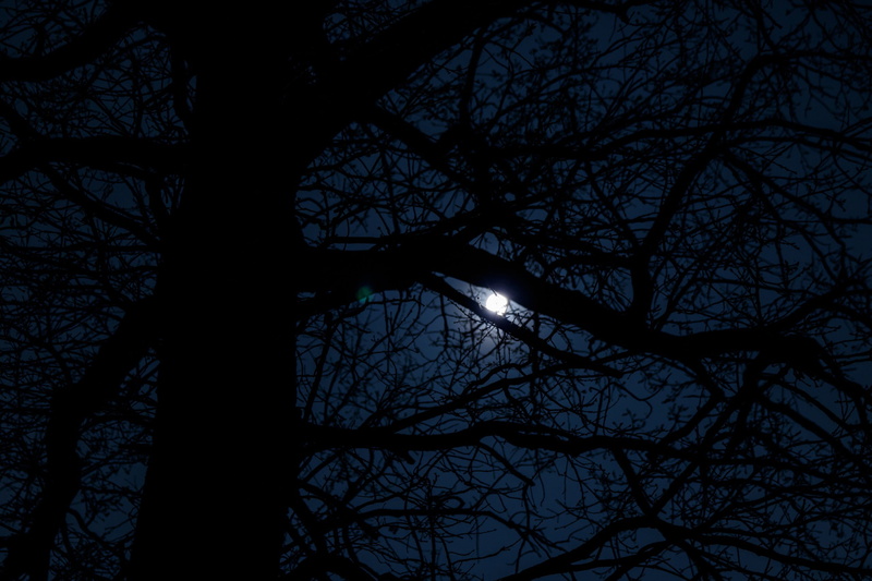 tree, floral, architecture, bare tree, built structure, nature, night, trunk, tree trunk, spooky, illuminated, dusk, branch, no people, outdoors, silhouette