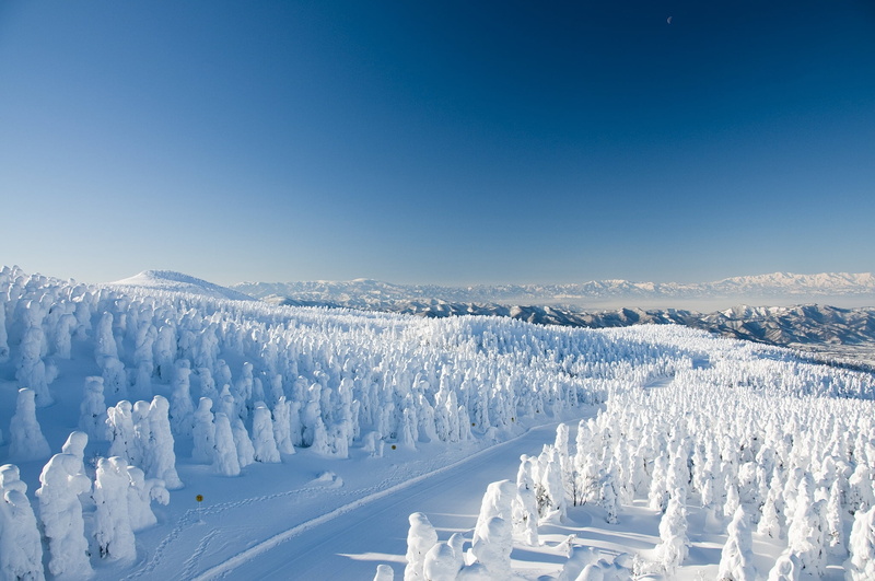 1080P, Japan, coniferous tree, winter, Yamagata Zao Onsen Ski Resort, landscape, no people, white color, plant, trees, road, cold temperature, Yamagata