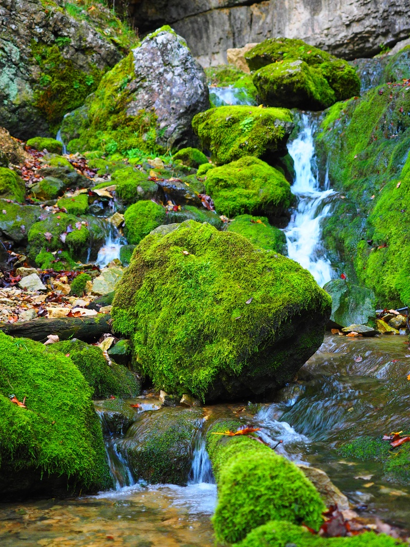 grave stetten, flowing water, bad urach, no people, rock, water, bemoost, elsach, palustriella commutata, laubmoos, amblystegiaceae, flowing, close, vulgar strong nerve moss