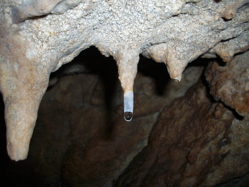 animal wildlife, nature, no people, focus on foreground, 2K, cave, caving, animal themes, karst, tree, trunk, solid, stalactites, close-up, one animal