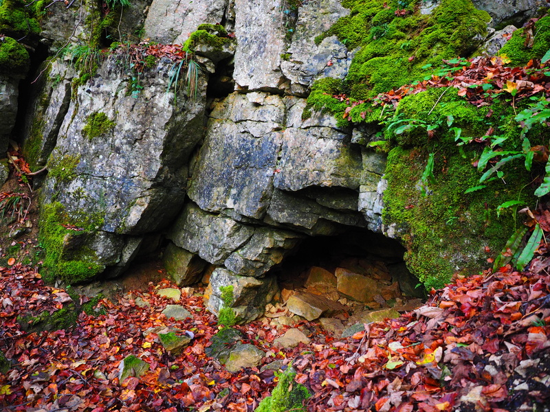 cave, rock, bad urach, no people, adventure, cave entrance, wall, tree, cavity, karst, 4K, land, eng, autumn, speleology, plant part, clammy, beauty in nature
