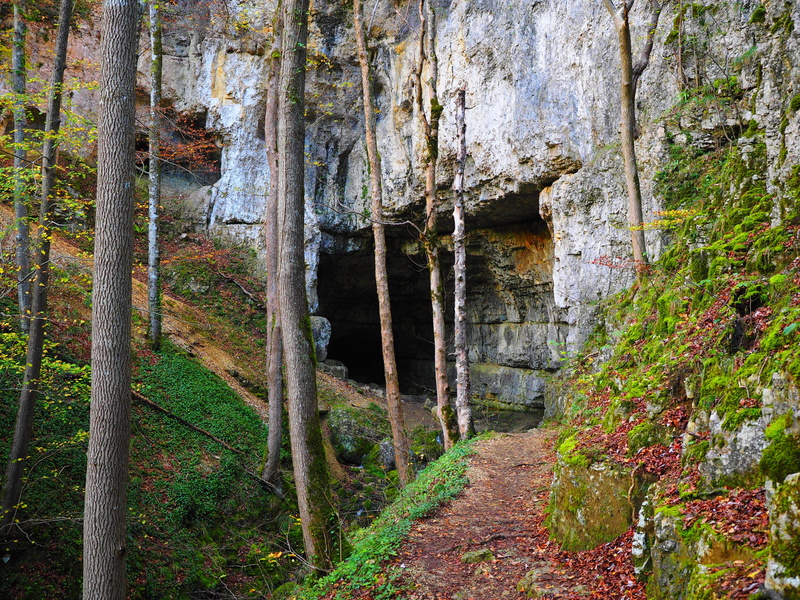trees, bad urach, plant, built structure, trail, tree trunk, history, migratory goal, nature, day, tranquility, architecture, active water cave, green color